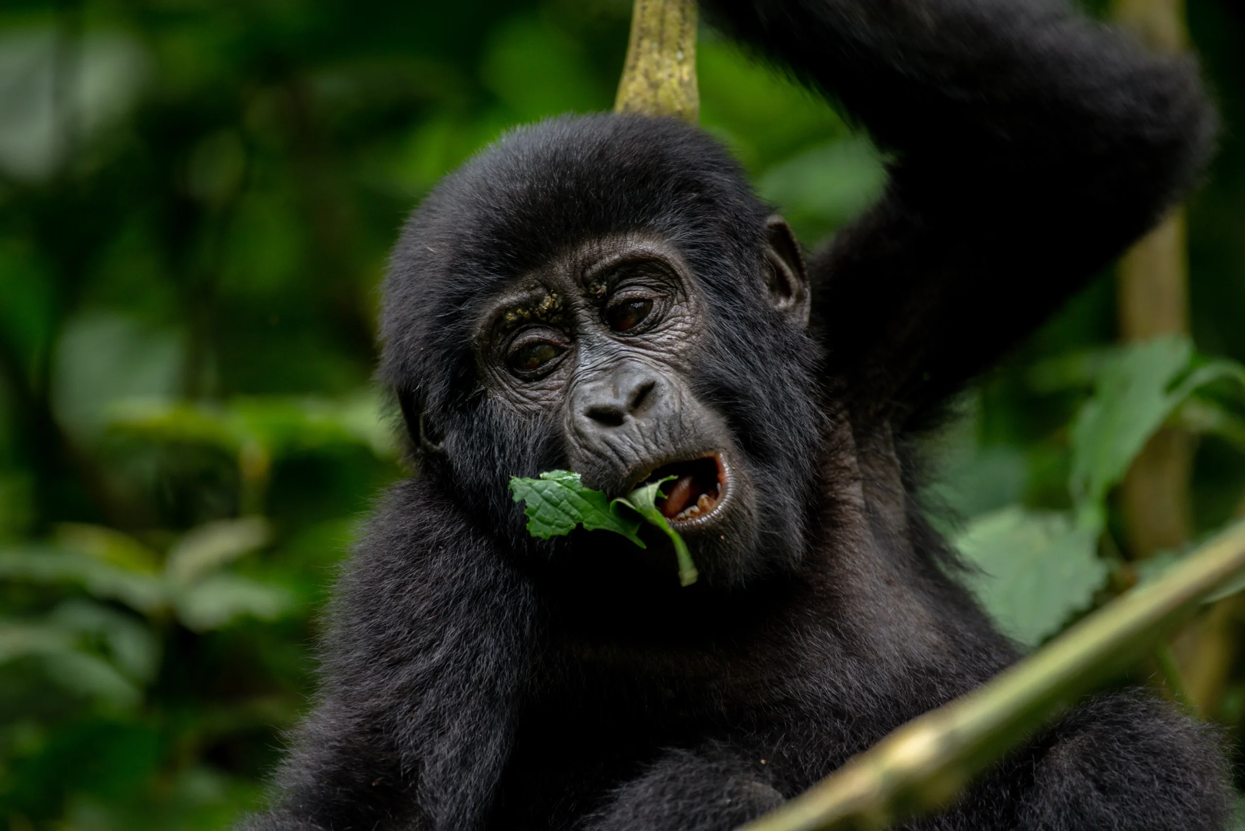 Uganda’s Sovereignty Bill Raises Red Flags for Tourism Sector